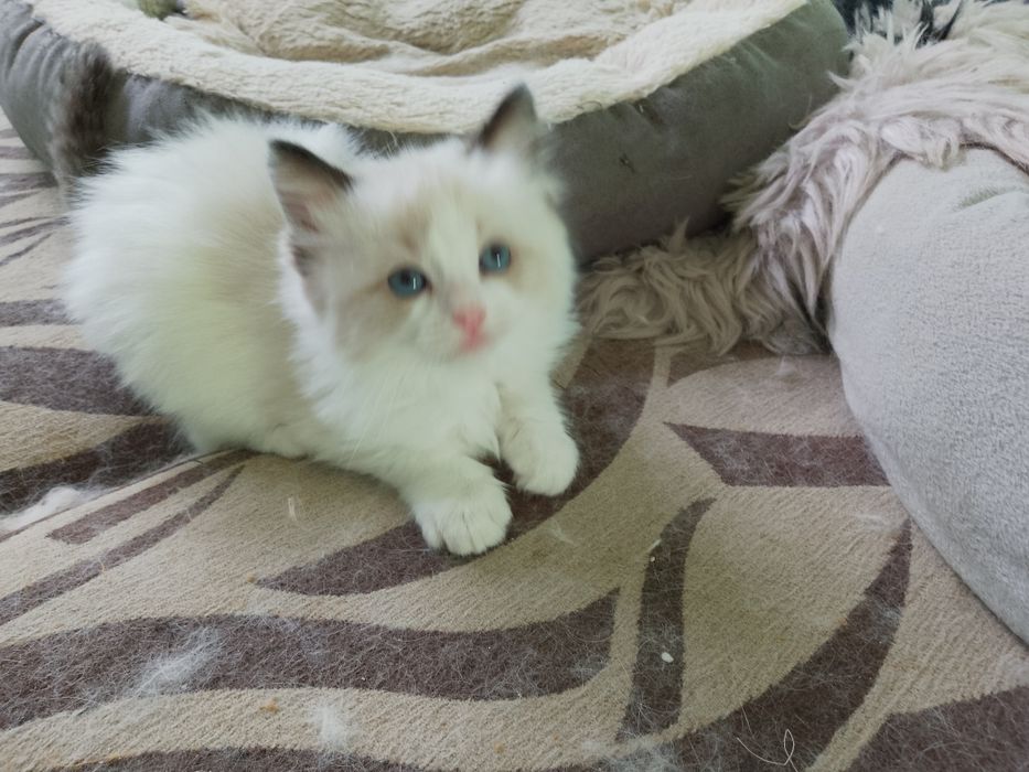 Kociczka ragdoll