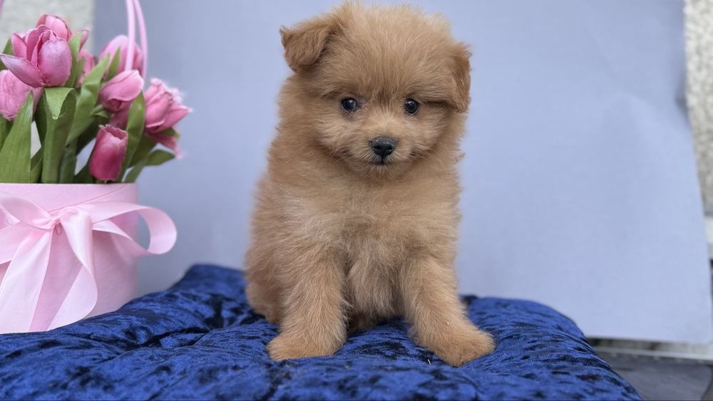 Бусінка хлопчик шпіце пу