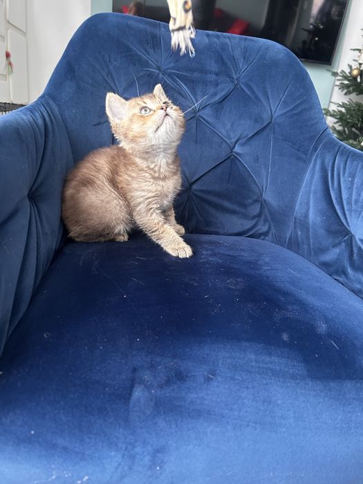 Piekny kocurek brytyjski