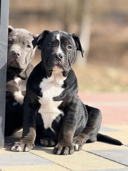 Цуценята American Bully XL шоу рівня