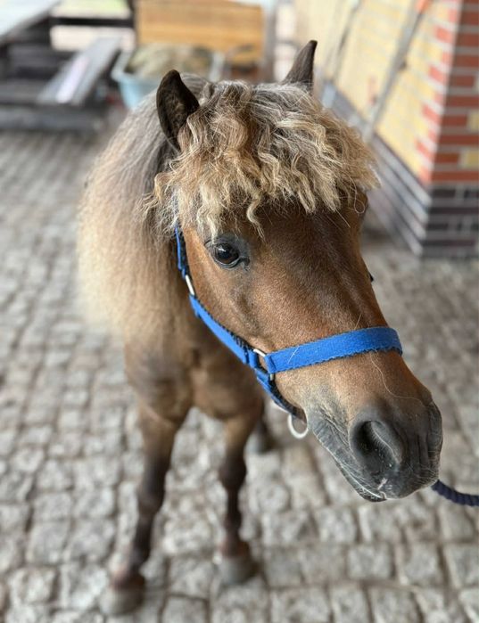 Kucyk 100 cm wyjatkowy 10 lat