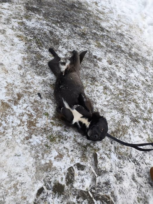 Gratka sunia do adopcji