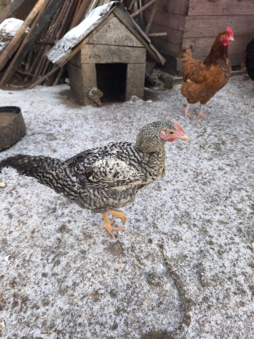 Koguty młode  18 tyg.