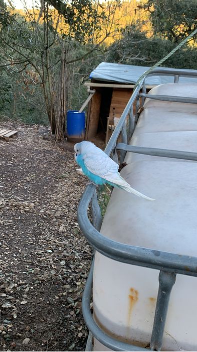 Periquitos bebes ….