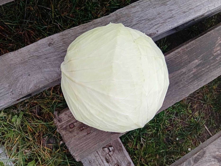 Продам Капусту Агресор