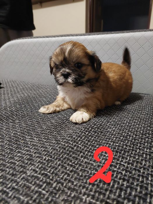 Pieski rasy shih tzu