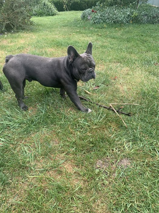 Французький бульдог