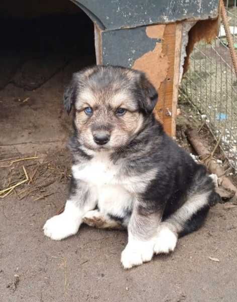 Собака, дівчинка, 2 місяці, віддамо у добрі руки