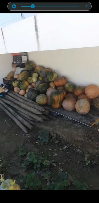 Agricultura  abobora