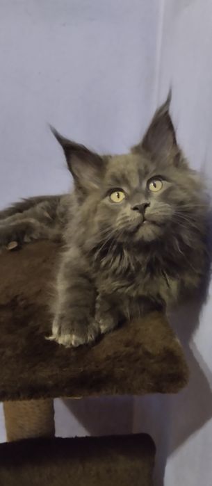 Мейн Кун хлопчик голубий солід  2,5 місяці