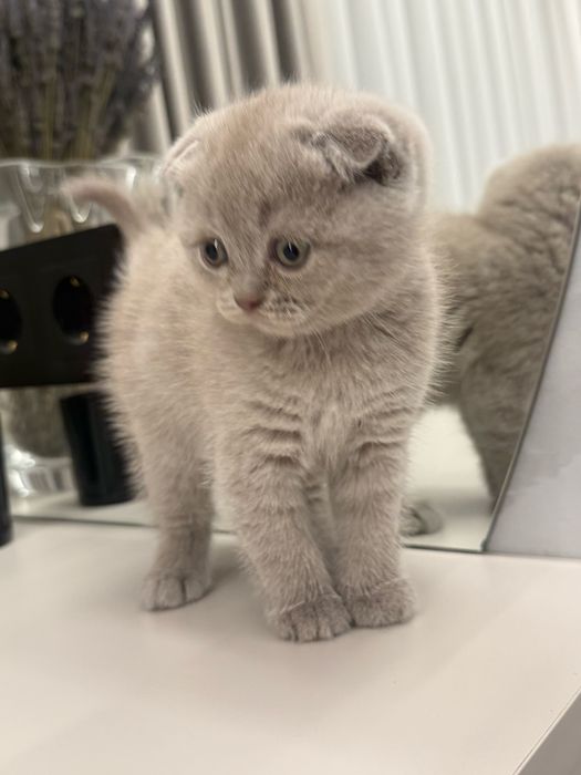 Шотландські кошенята