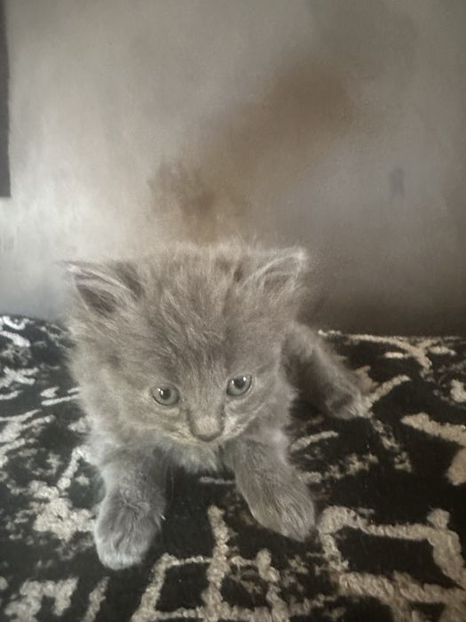Котенок .Вислоухий котенок .