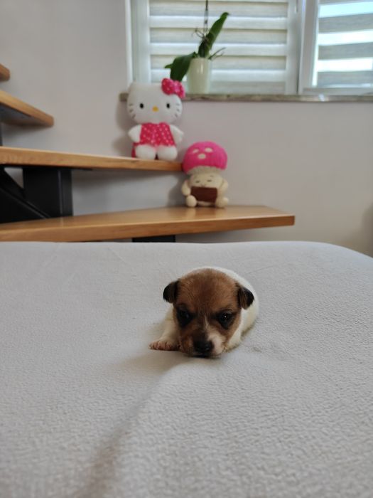 Jack Russell Terrier suczka