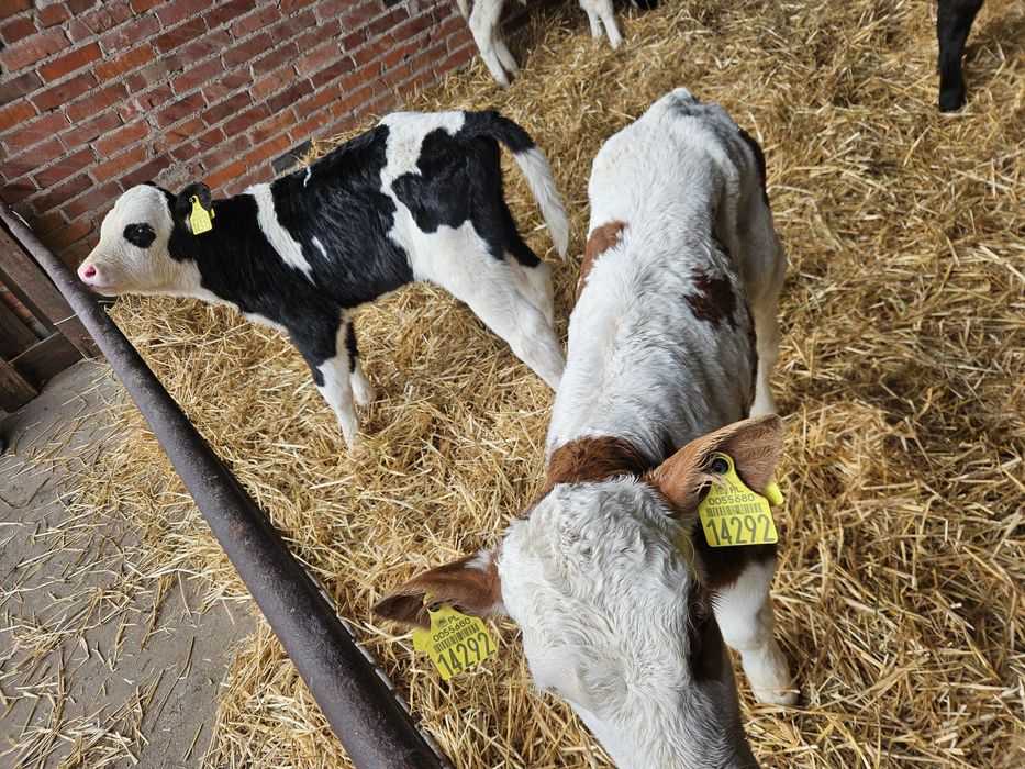 Sprzedam cielaki 5 mięsnych byczków 3 HF