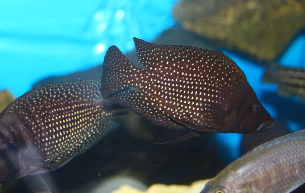 Altolamprologus calvus Black pectoral