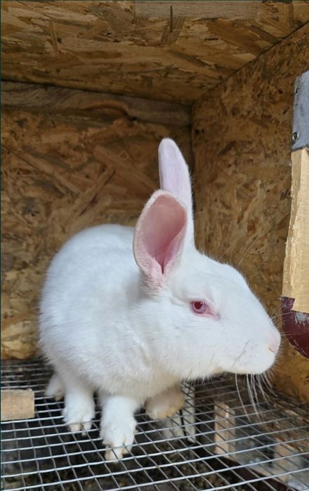 Кролі , кроленята Шиншила, термонська біла ,каліфорнійські, полтавське