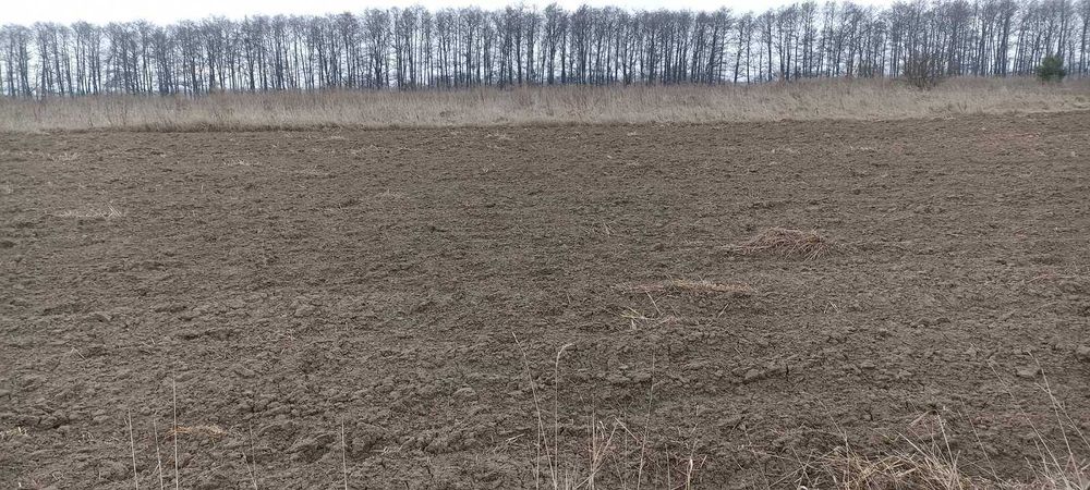 (5)  Продам земельну ділянку в Стрижавці 8916