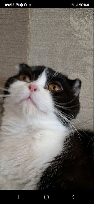 Шотландські коти
