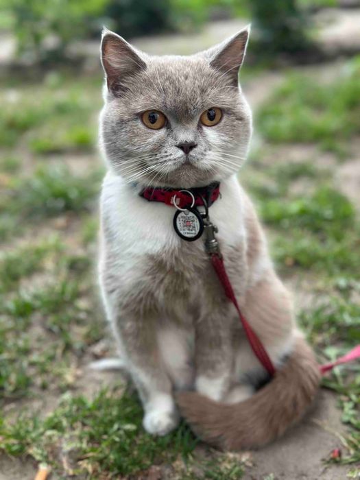 Шотландські кошенята