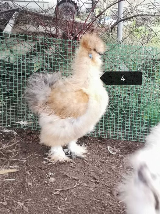 Kogut Silki jedwabistej i Czubatki