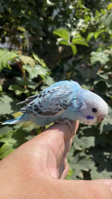 Fantastico Periquito domesticado - baixa de preço