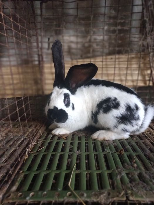 Самець німецький строкач