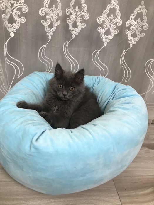 Котик Британець довгошер...2 місяці хлопчик дуже чемний грайливий