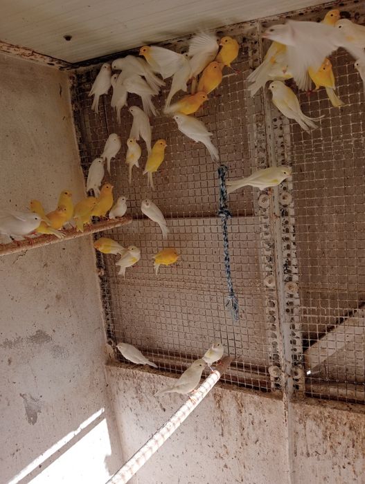 Canários machos e fêmeas