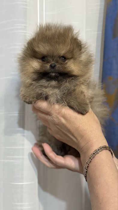 Міні хлопчик  оранж