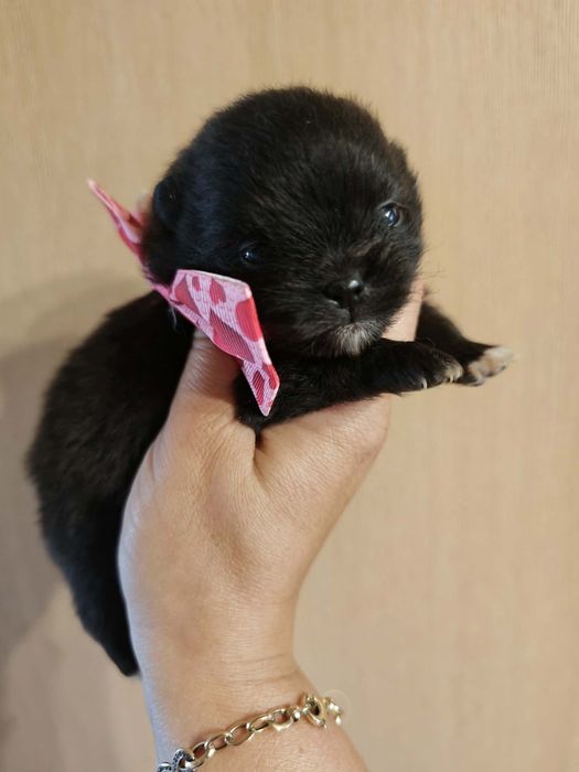Szpic miniaturowy pomeranian suczka 1