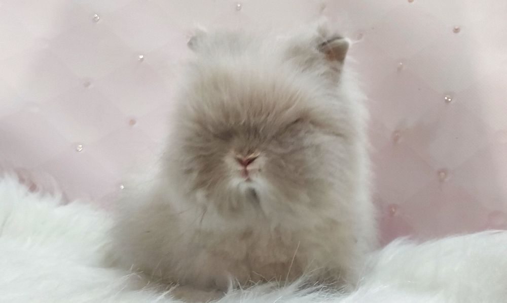 Karzełki Fluffy Teddy puchate misie