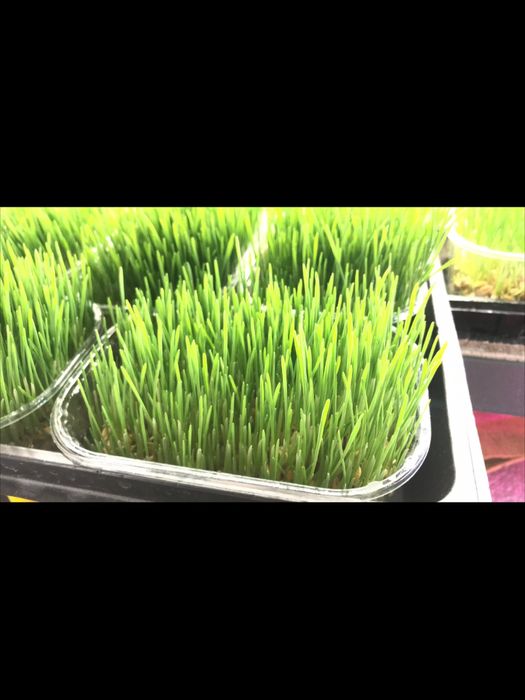 пророщенная пшеничка  для животных