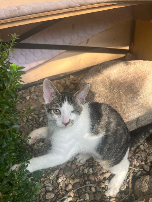 Idealny koci duet szuka domu