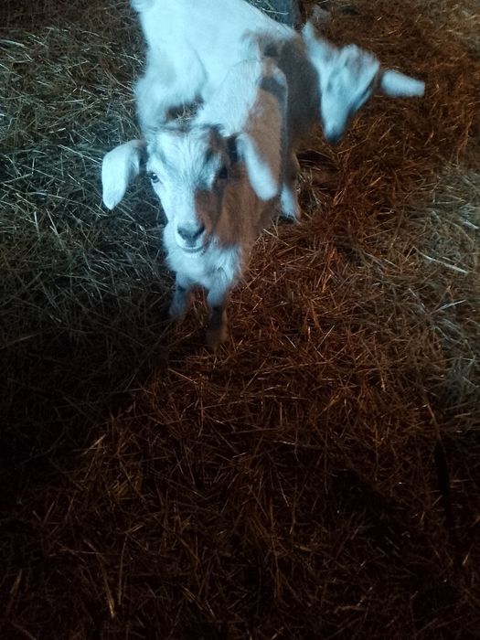 Козинята місяць ще п'ють молоко вже посуця їдять сіно  козлики від