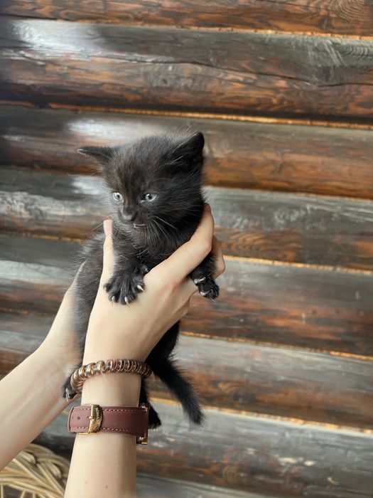 Віддам в дар кошеня