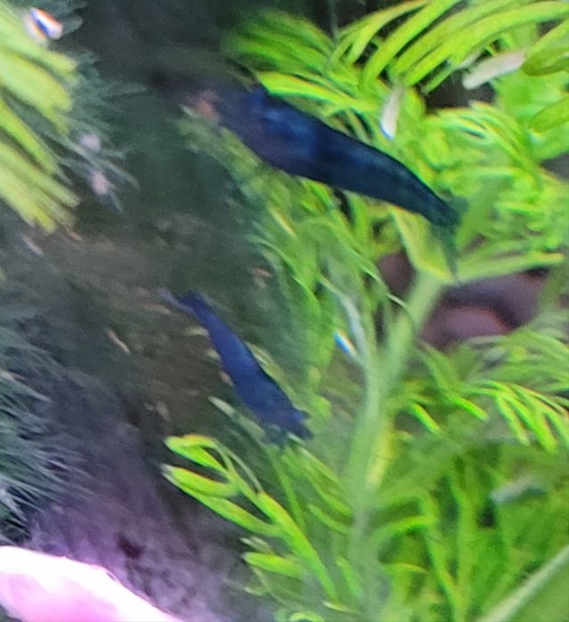 Sprzedam krewetki blu Velvet