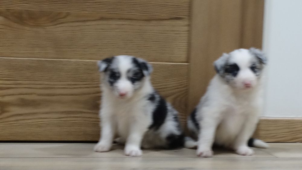 Border collie piesek z rodowodem