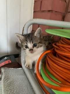 Потрібна допомога, на утриманні 17 котів та 3собаки. Прошу допомоги