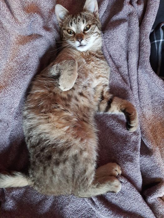 Oddam 2 letnią kotkę w dobre ręce