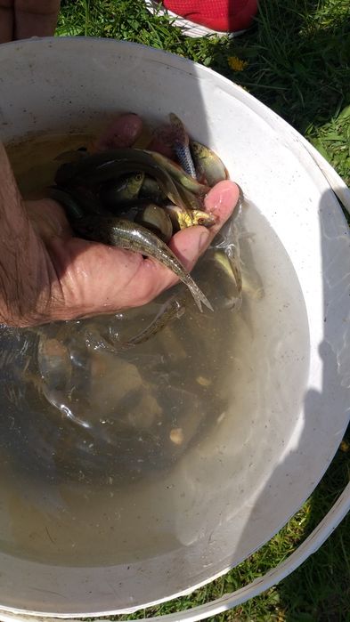 Karasie liny kielbie