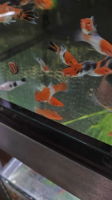 Меченосцы Кои чистая линия