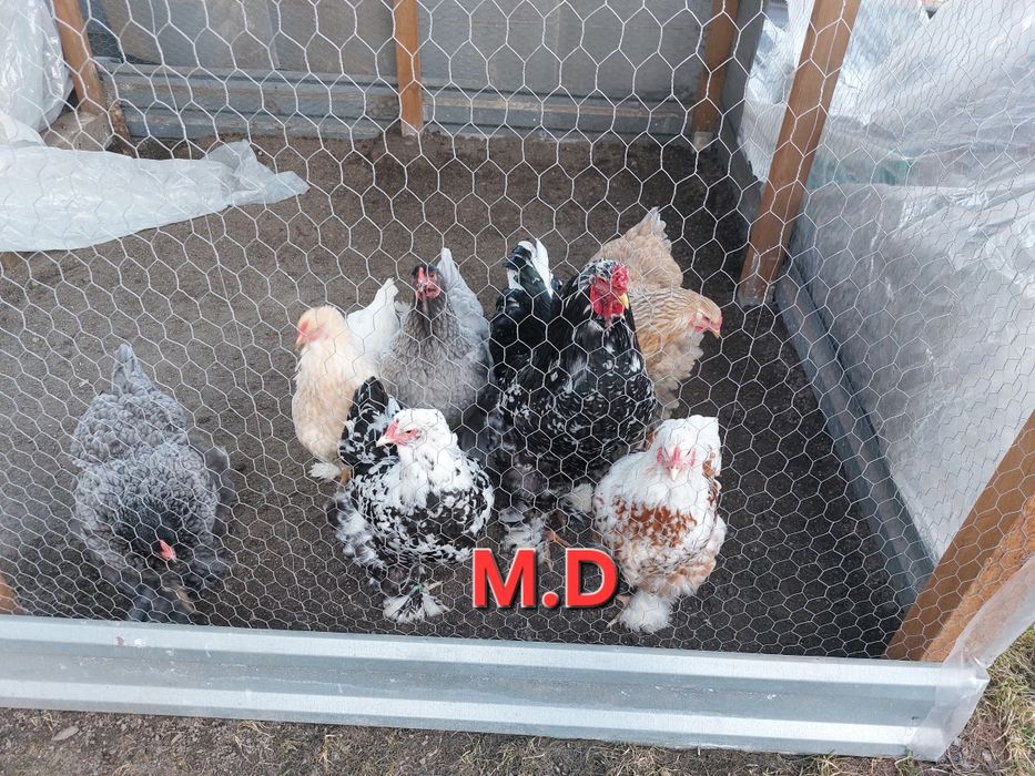 Brahma jaja lęgowe (mix barwa)