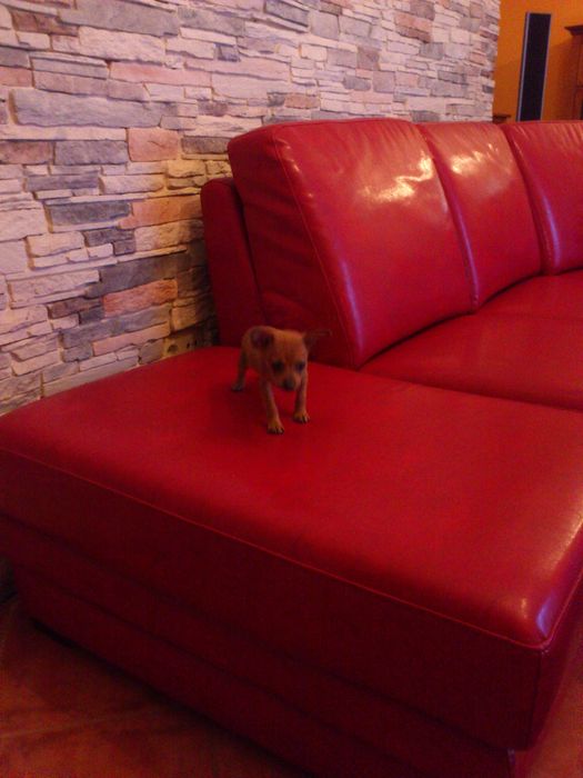 Pinscher super miniatura MACHO