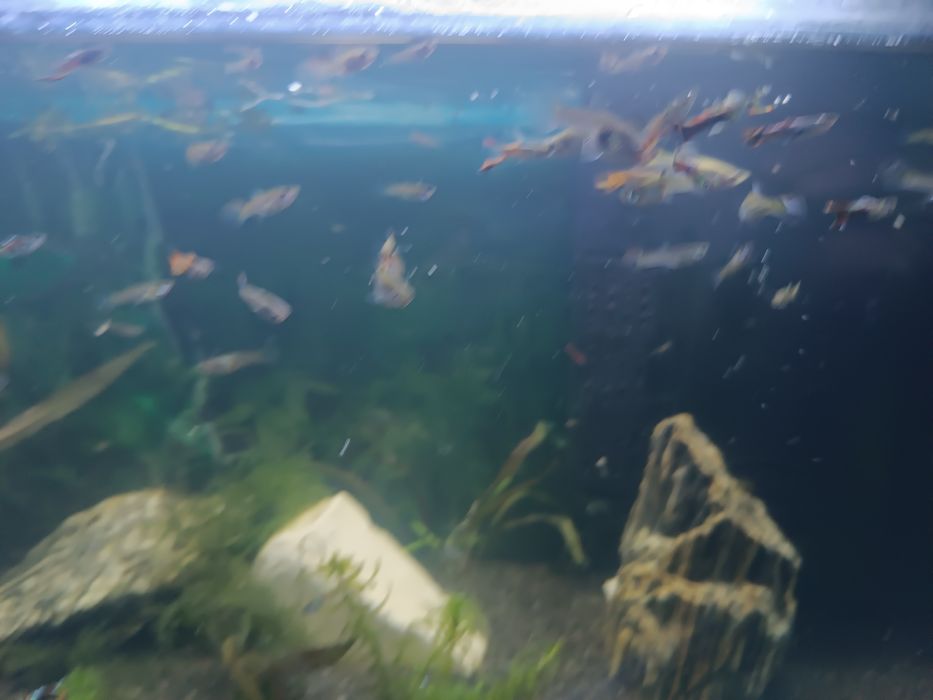 Rybki akwarium gupiki 20szt