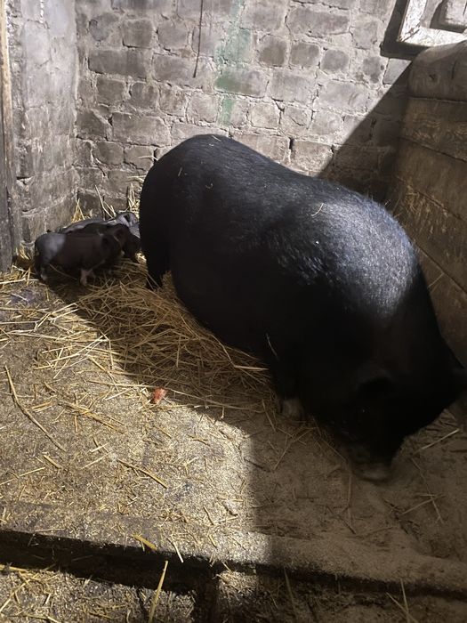 Вьетнамская свиноматка с поросятами