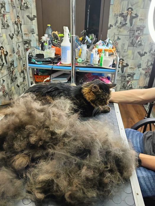 Хортицкий район. Стрижки собак и кошек. .