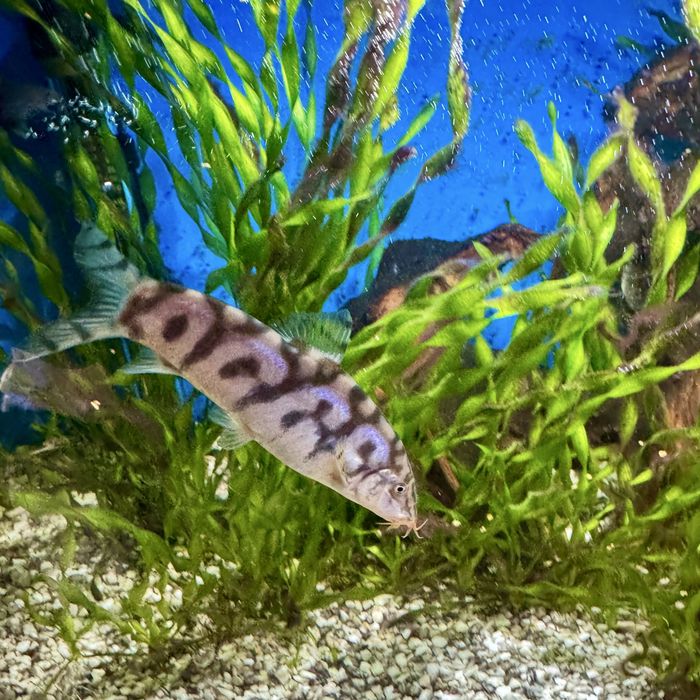 Мармурова боція  Chromobotia macracanthus