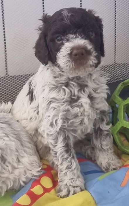 Lagotto Romagnolo -hod.Green Marina FCI/ZKwP