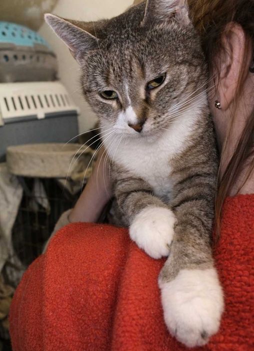 Poznań i okolice - kotka Miłka szuka domu