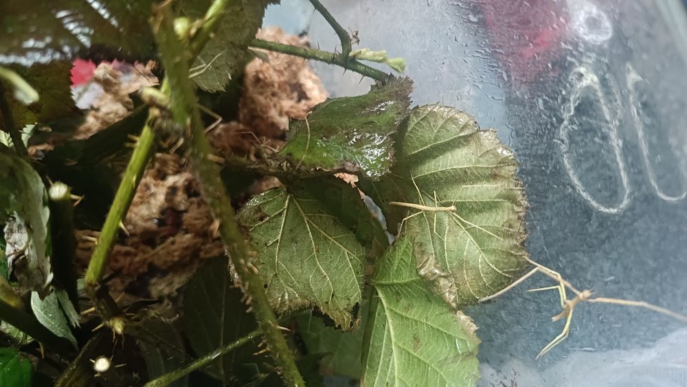 Oddam pilnie małe patyczaki nie wysyłam